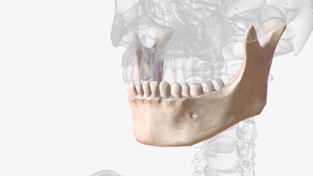 발달되어 있는 사각턱 근육